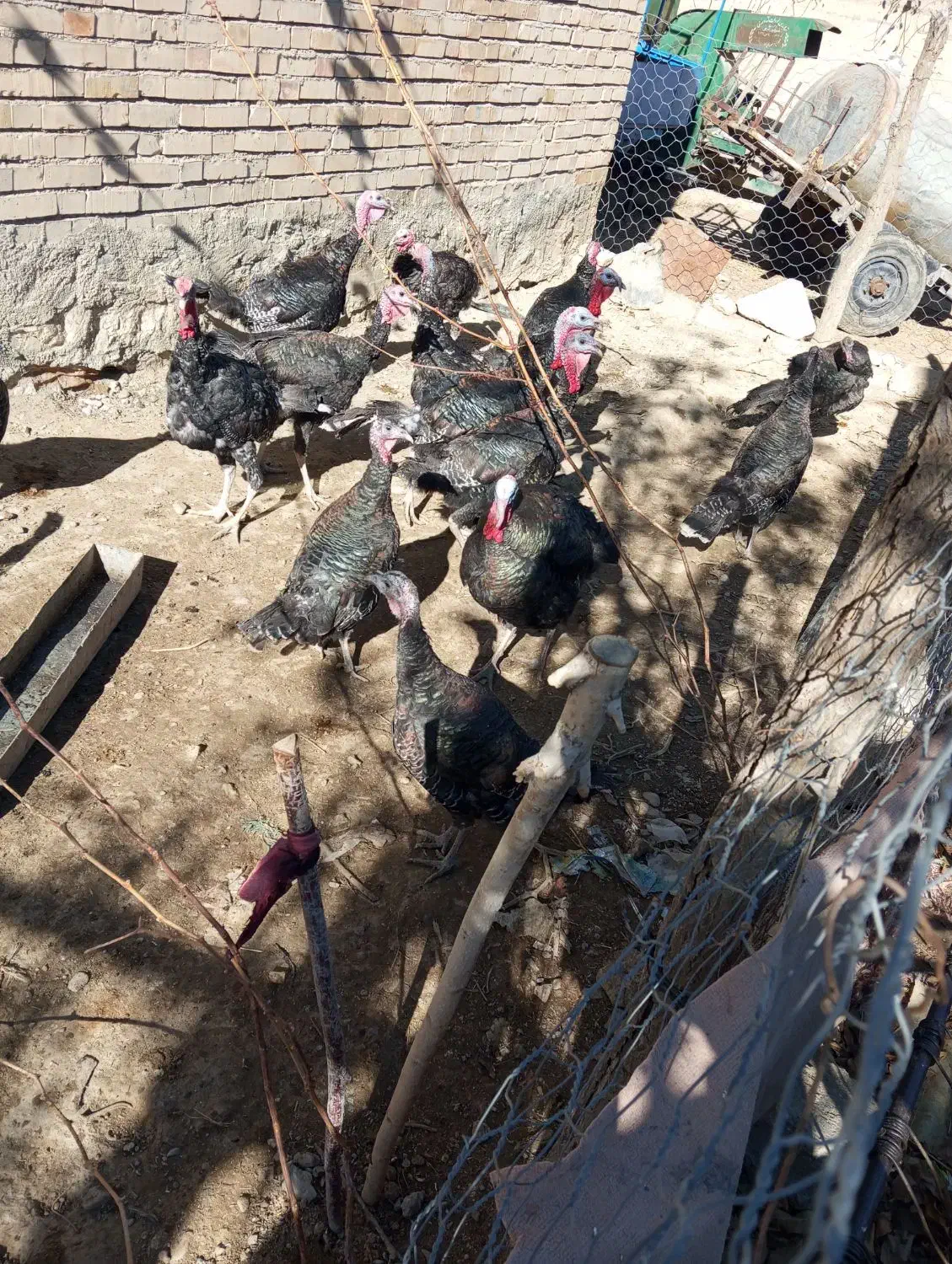 بوقلمون محلی گوشتی|حیوانات مزرعه|دیواندره, |دیوار