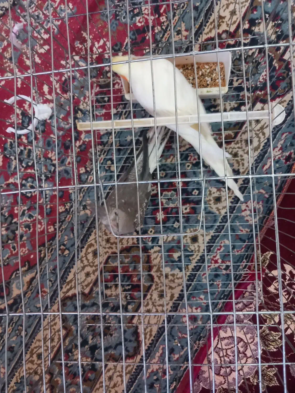 عروس هلندی|پرنده|آبیک, |دیوار