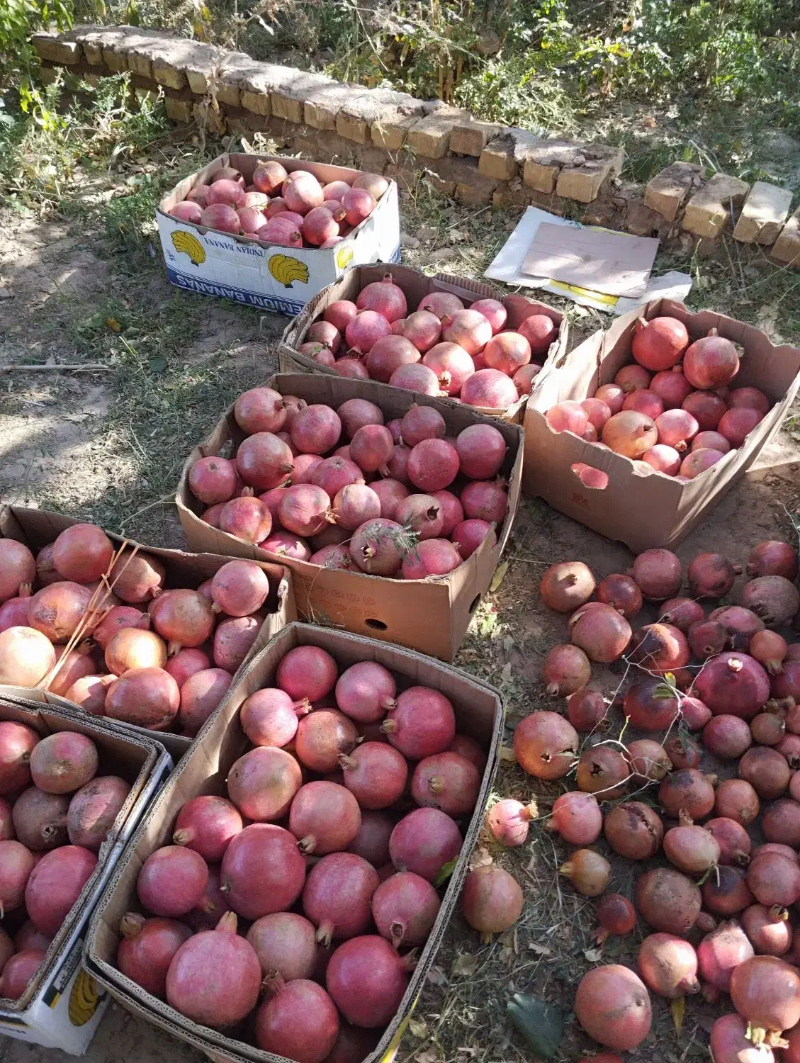 فروش انار باغ سریزد بصورت کلی|خوردنی و آشامیدنی|مهریز, |دیوار