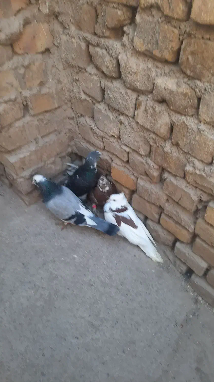 کفتر|پرنده|بافق, |دیوار