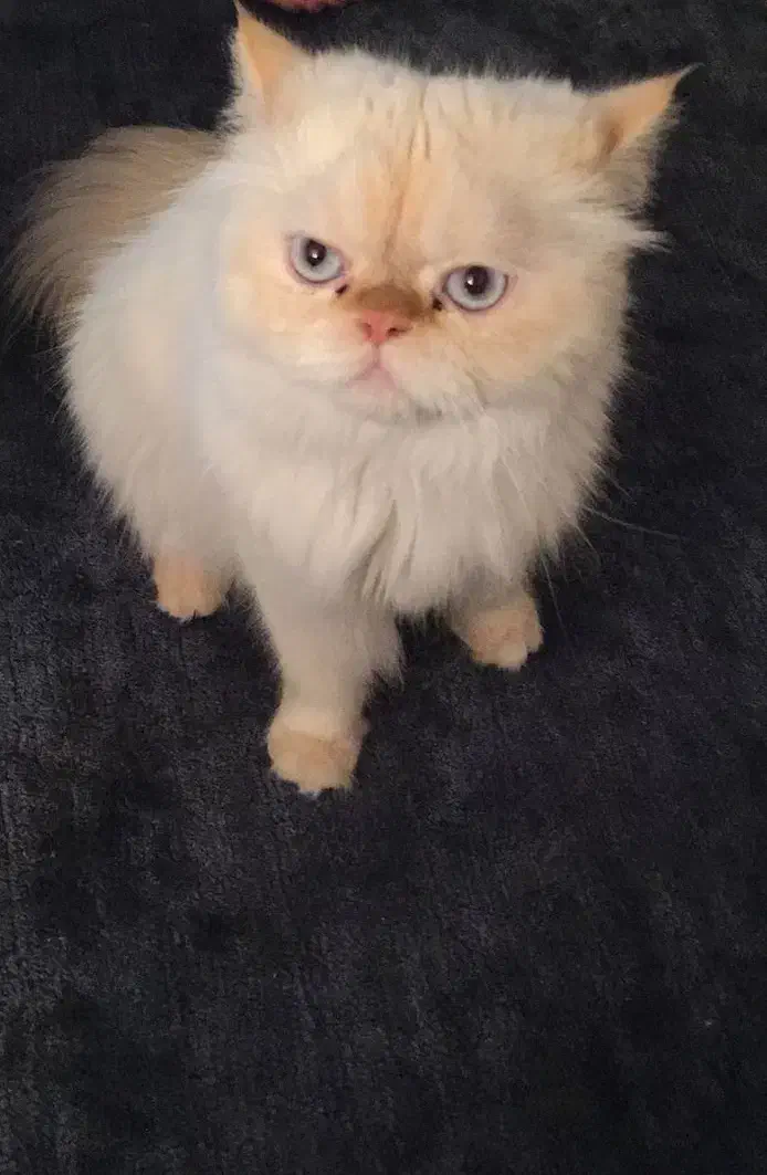 گربه پرشین رد پوینت|گربه|قم, شهرک فاطمیه|دیوار