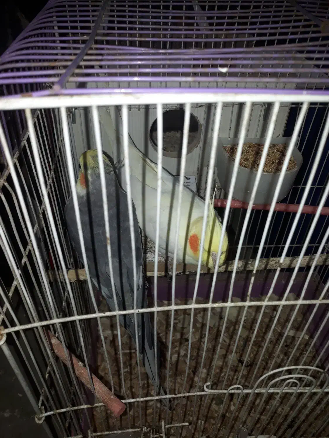 ۲ تا عروس بالغ|پرنده|اردبیل, |دیوار