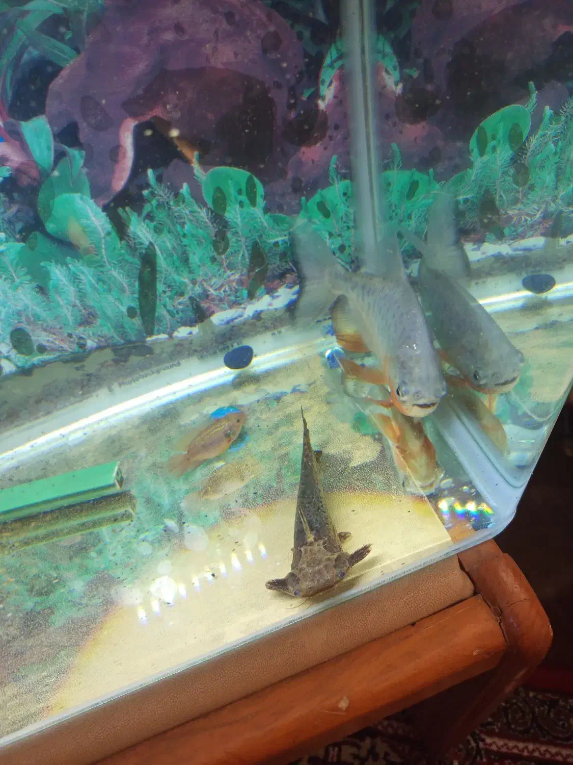 اکواریوم گوشت خوار|ماهی|سنندج, |دیوار