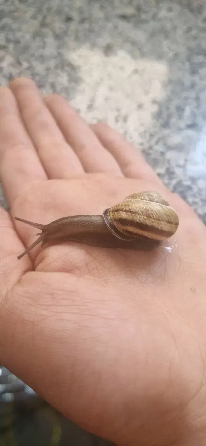 فروش حلزون|خزنده|شهرکرد, |دیوار