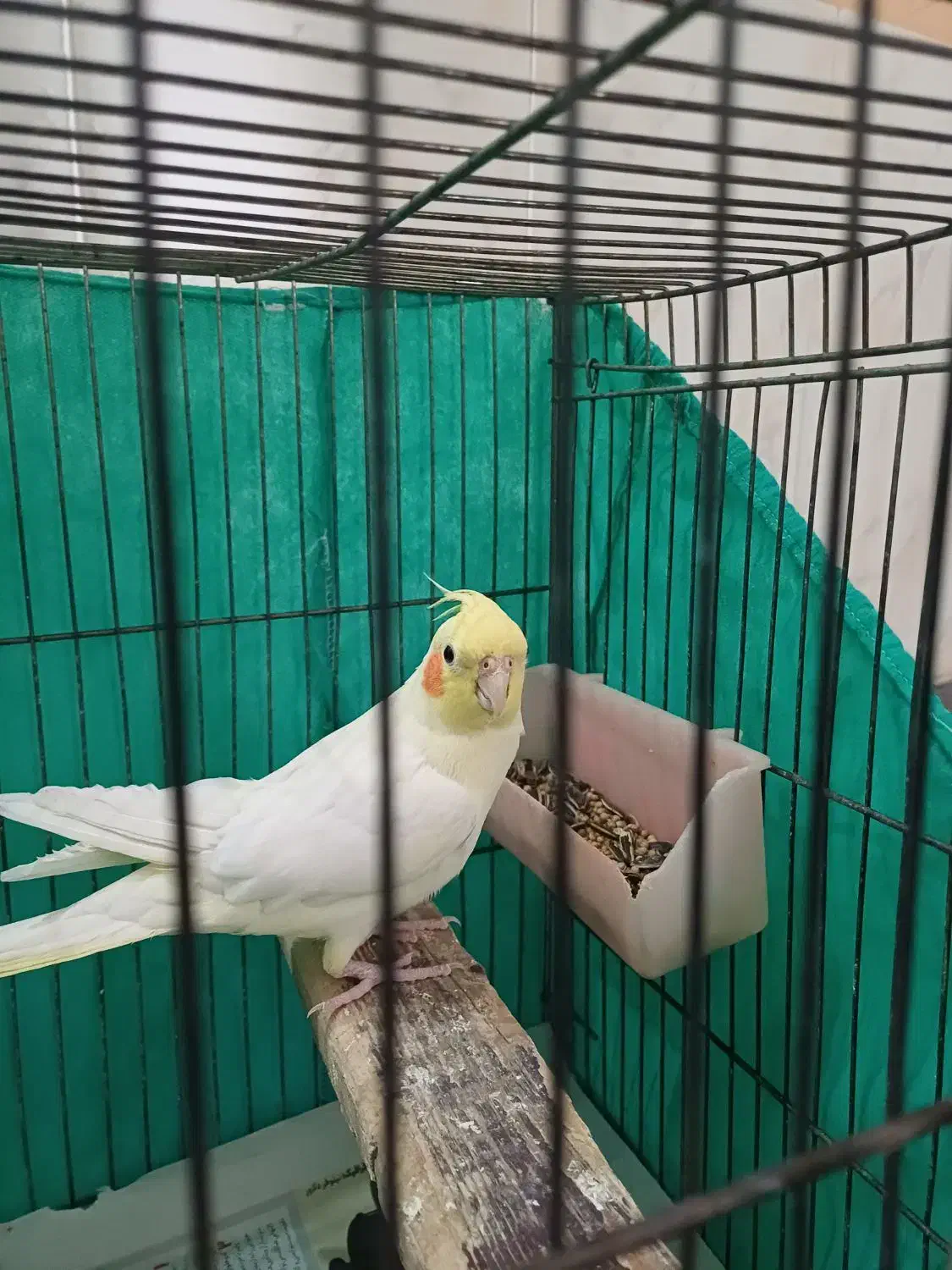 عروس هلندی نر|پرنده|بجنورد, |دیوار