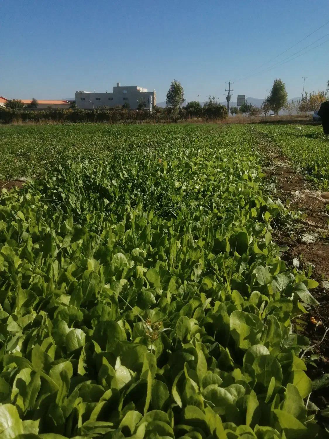 نهال کاهو پیچ اصل متری 450هزارتومان|خدمات باغبانی و درختکاری|مینودشت, |دیوار