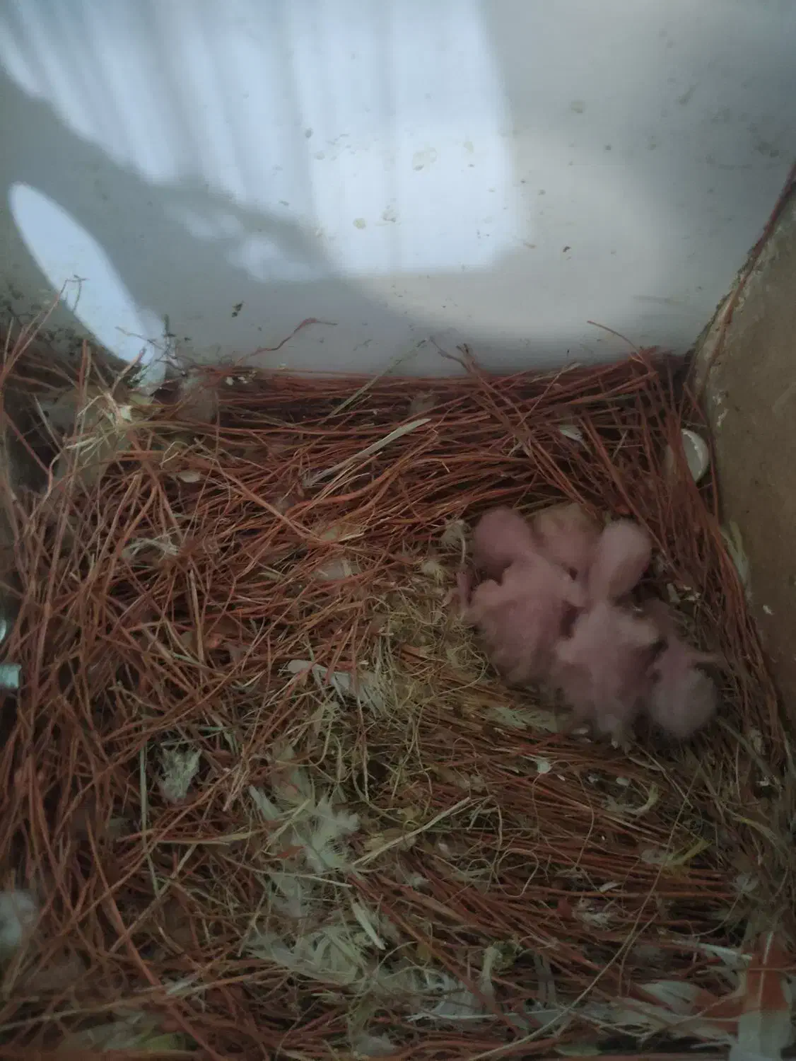 تعداد حیوان دارای جوجه وتخم|پرنده|یزد, |دیوار