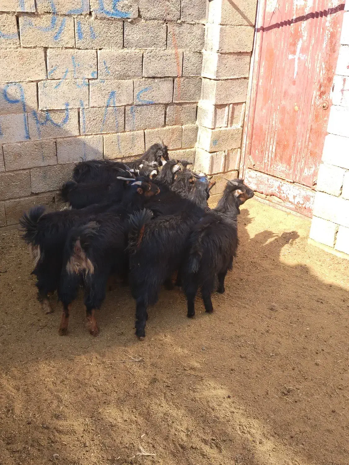 بزغاله بره میش|حیوانات مزرعه|نجف‌آباد, حومه نجف آباد|دیوار