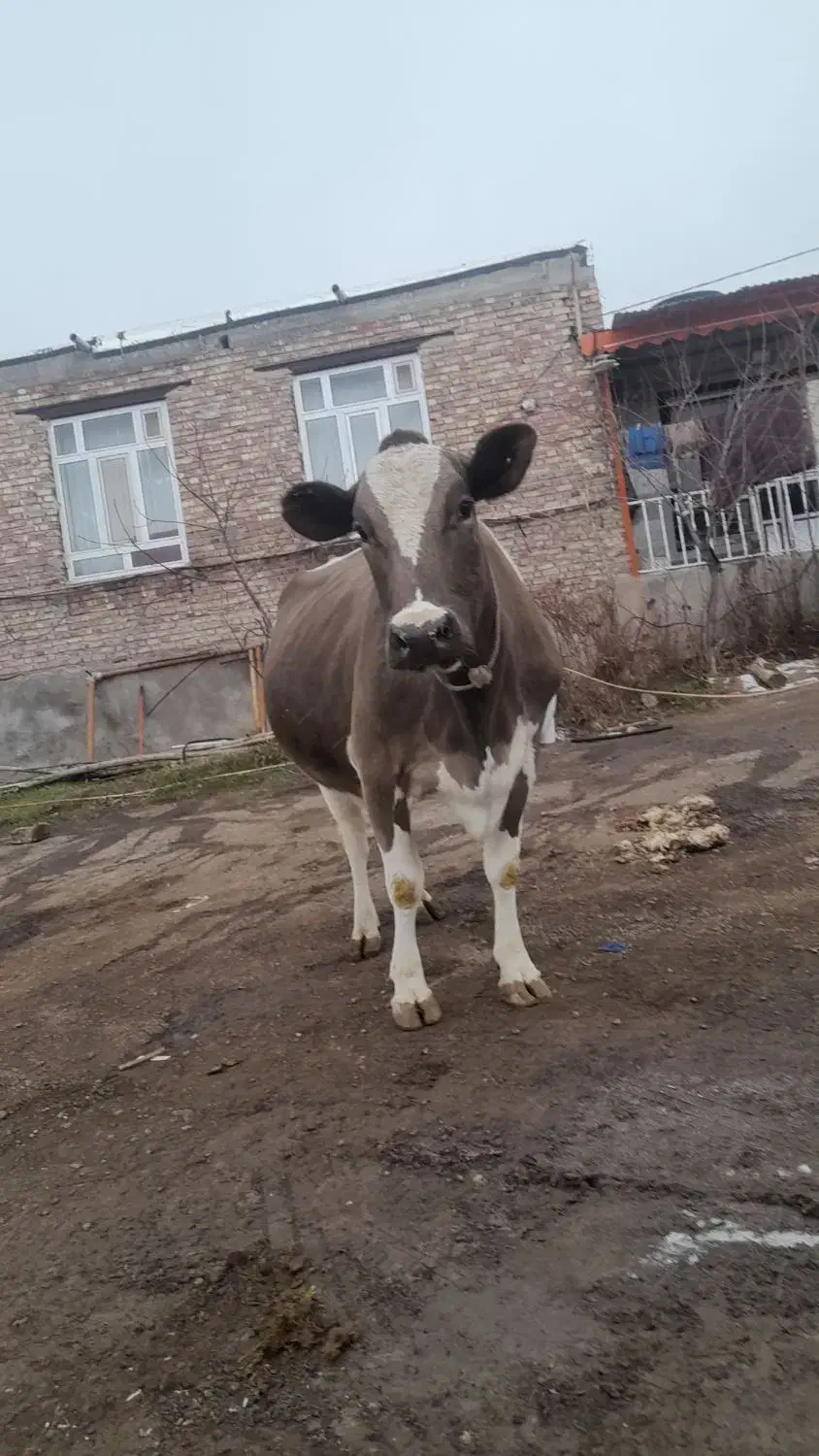 گاو آبستن سیمنتال|حیوانات مزرعه|ورزقان, |دیوار