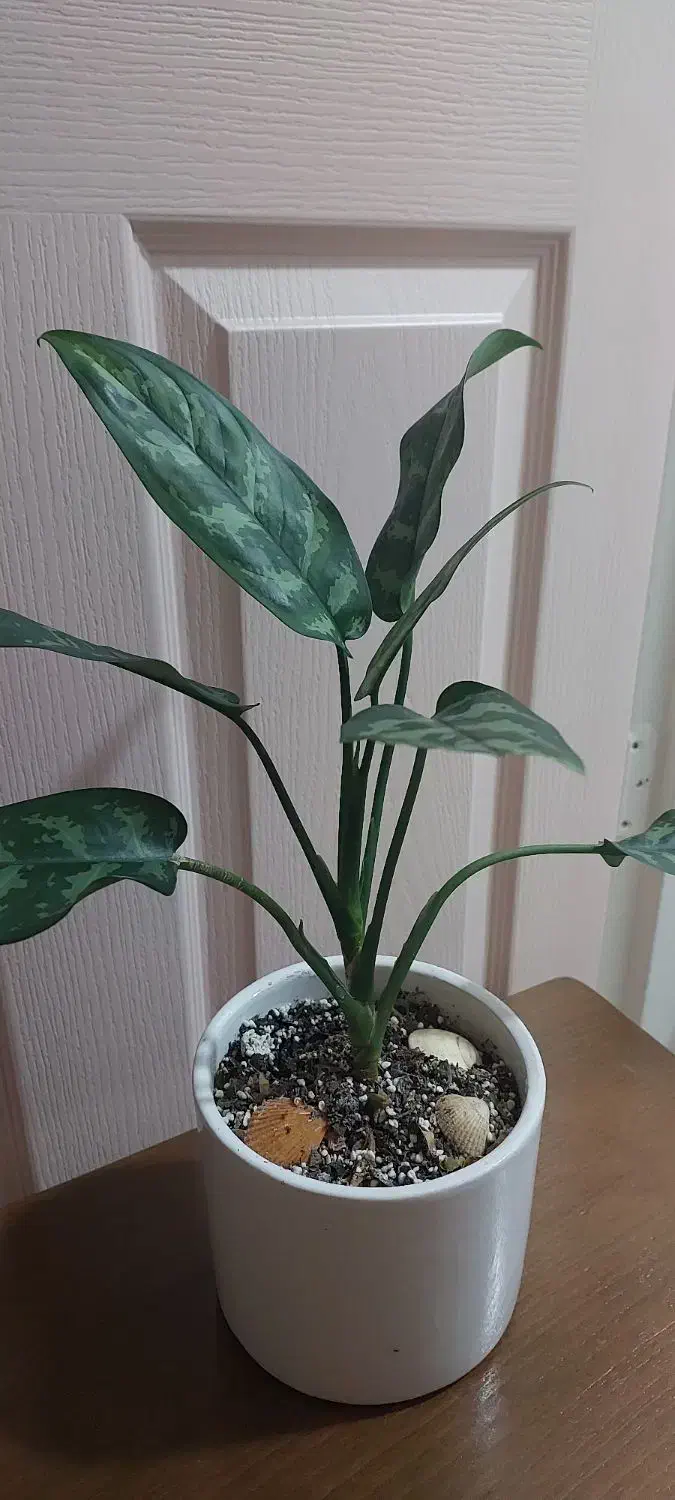 گل طبیعی آگلنوما بلک به همراه گلدان سرامیکی|گل و گیاه طبیعی|رشت, حمیدیان|دیوار