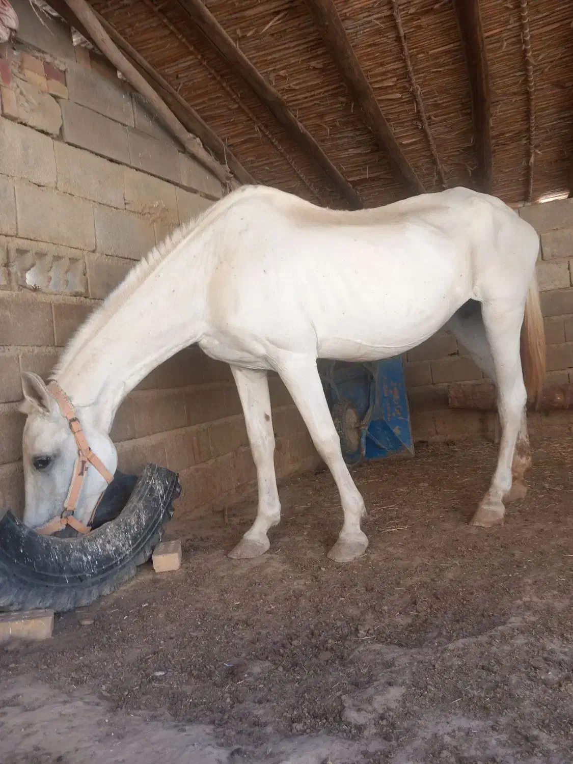 3500000|اسب و تجهیزات اسبسواری|کلاله, |دیوار