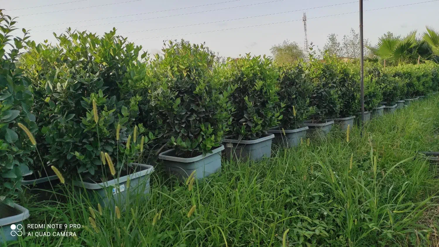 لاوسون ، یاس هلندی،شمشاد،فونیکس، شمشاد پیوندی|خدمات باغبانی و درختکاری|چابکسر, |دیوار