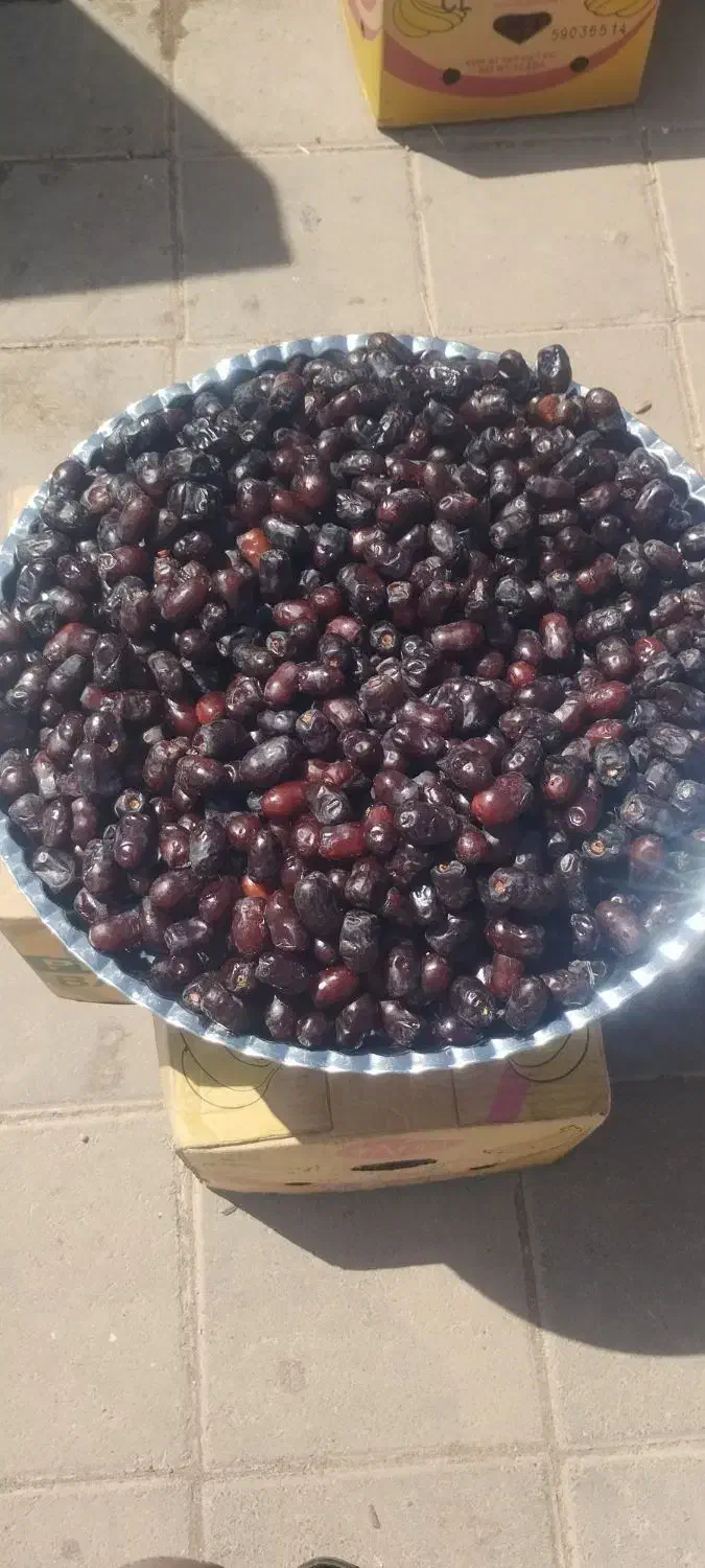 خرمای تازه|حراج|بوژگان, |دیوار