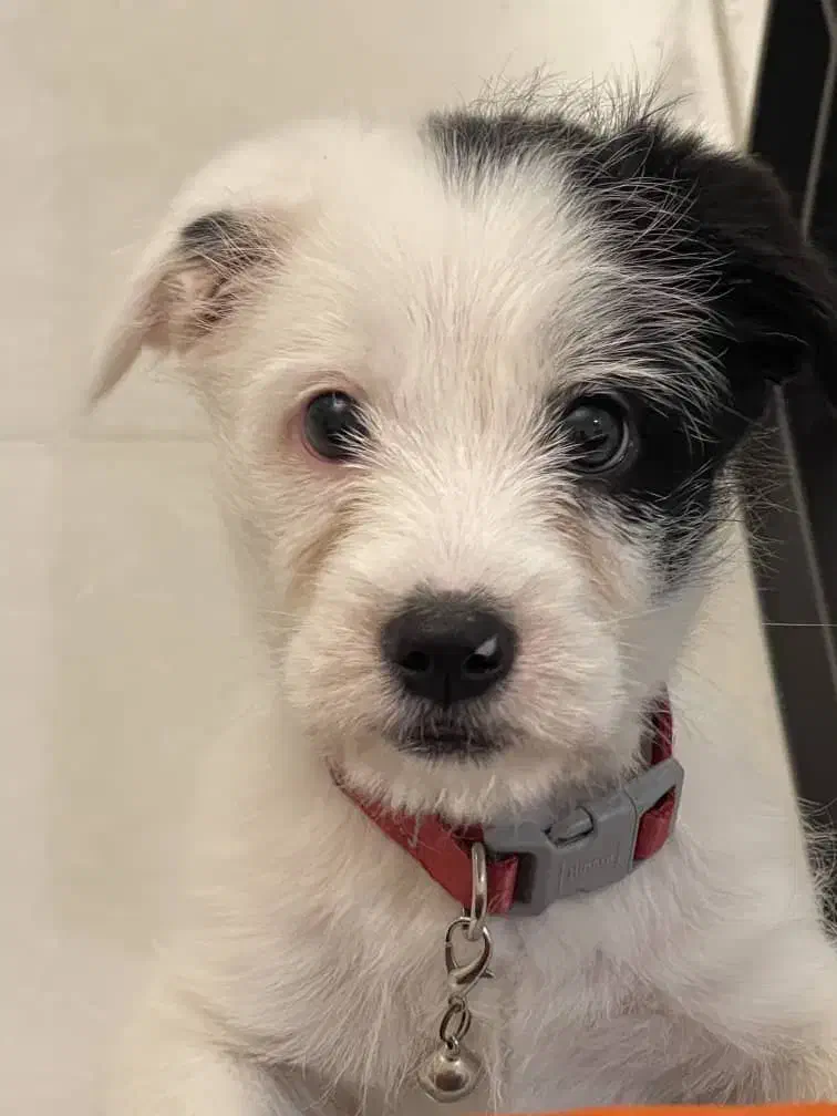 شیتزو کراس دوماهه|سگ|بابل, |دیوار