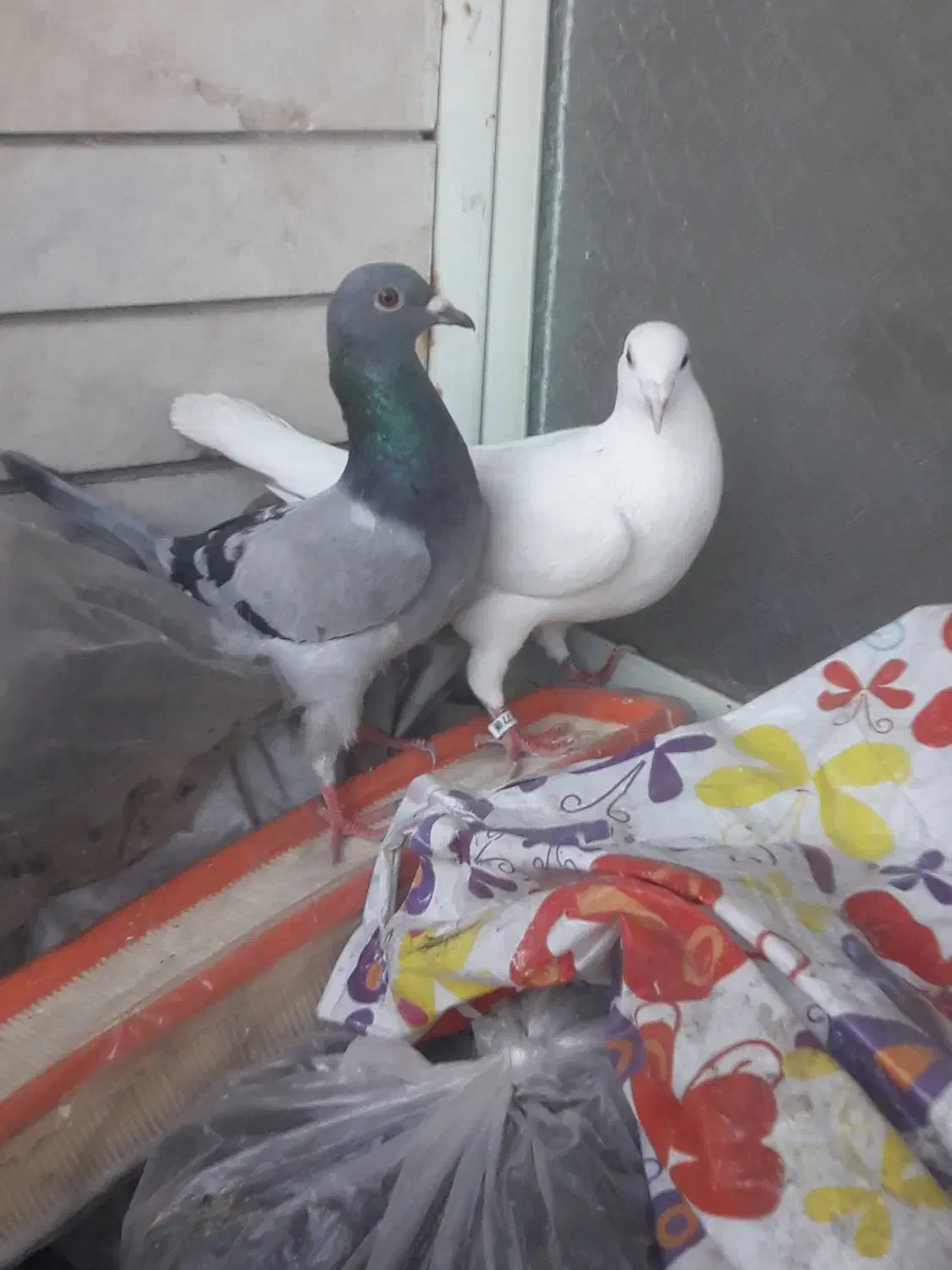 یجفت پلاکی|پرنده|فلاورجان, |دیوار