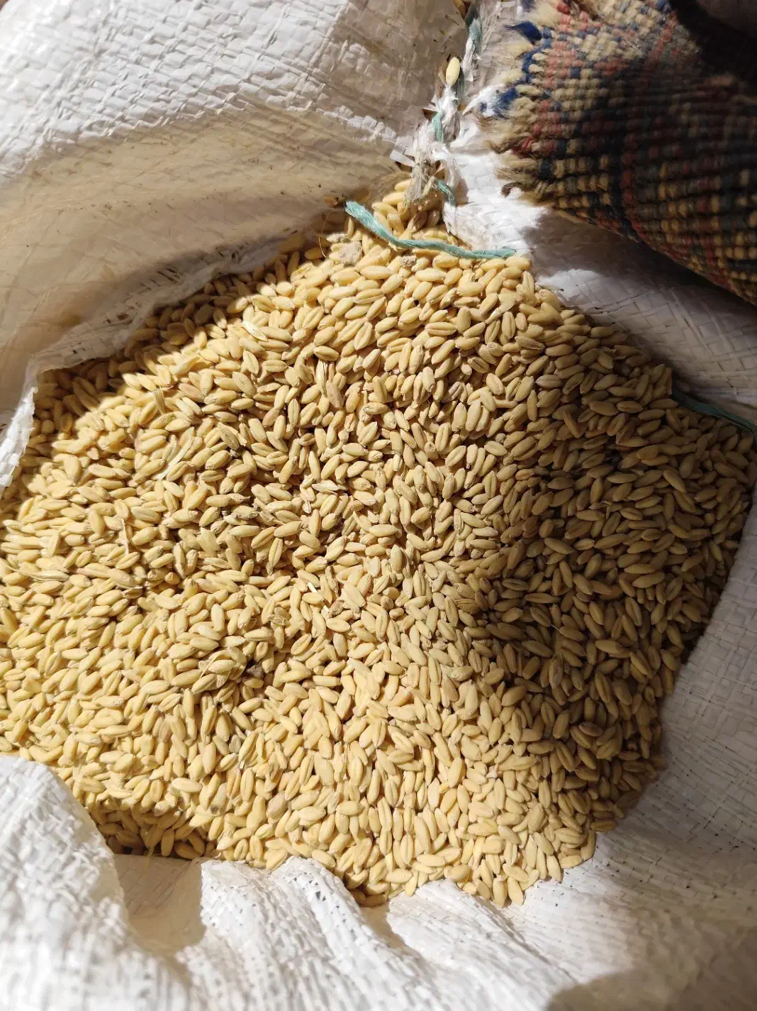 گندم دیمی اصلاح شده|خوردنی و آشامیدنی|بروجن, |دیوار