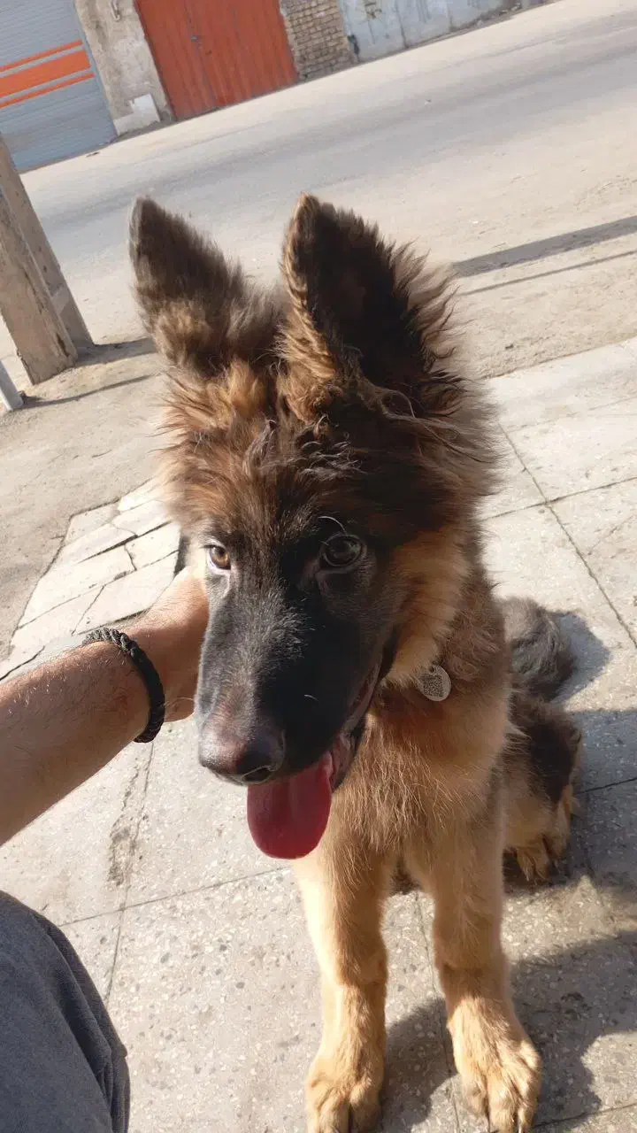 سگ ژرمن شپرد موبلند شولاین|سگ|کاشان, قطب راوندی|دیوار