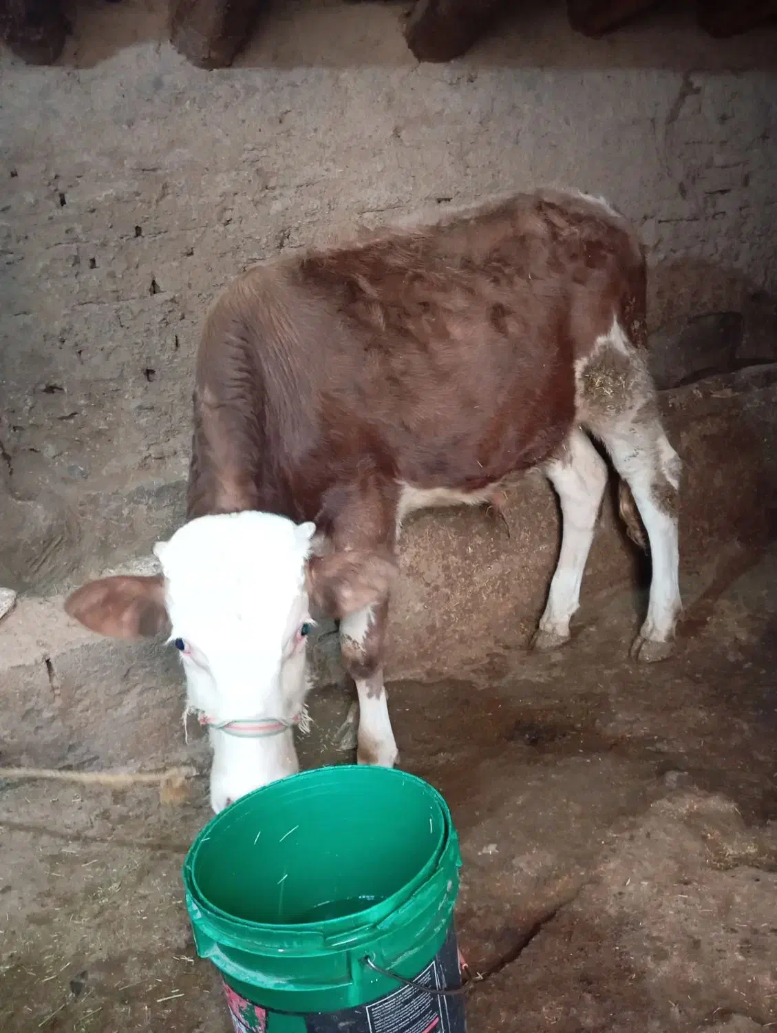 فروش گوساله سمیتال|حیوانات مزرعه|موچش, |دیوار