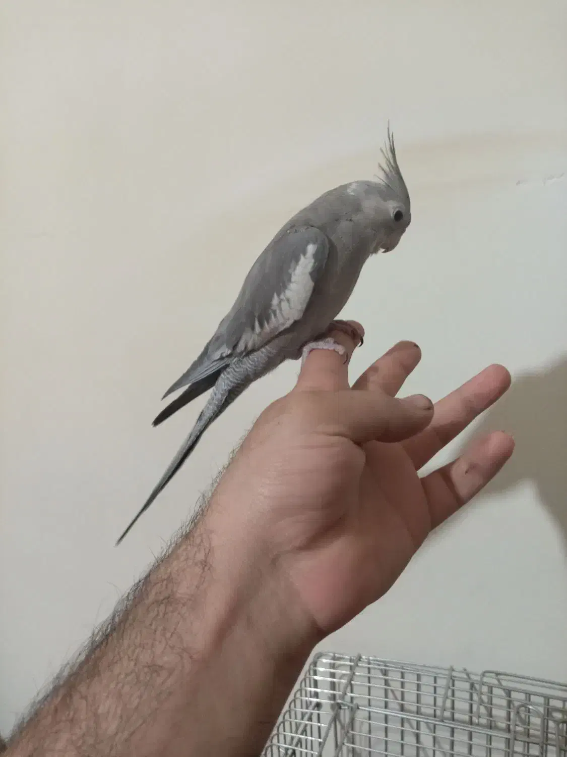 عروس هلندی وات فیس|پرنده|ملایر, |دیوار