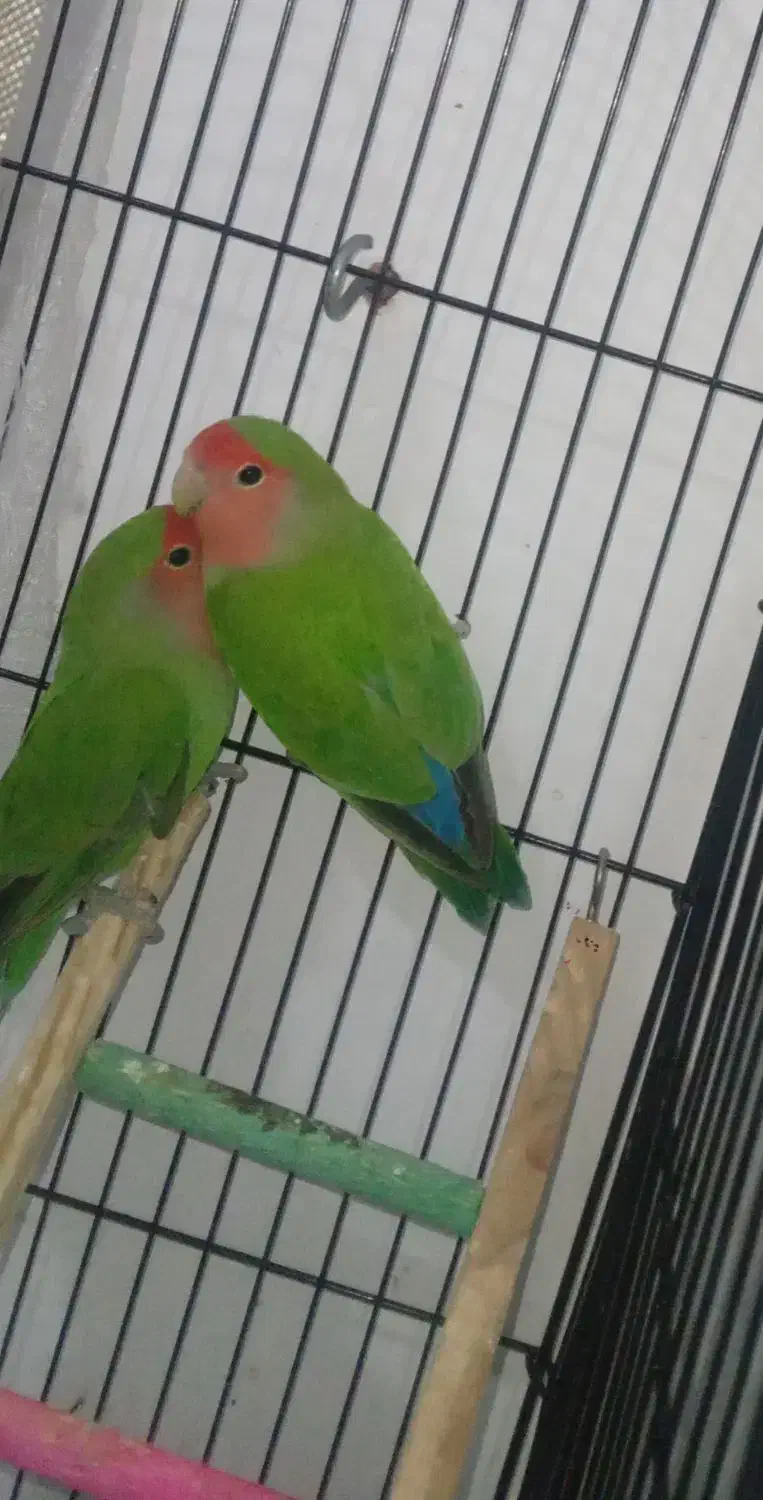 طوطی برزیلی جفت|پرنده|قرچک, محمد آباد|دیوار