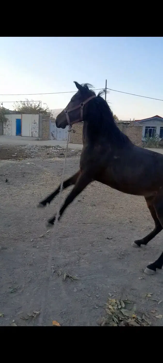 کره مادیون|اسب و تجهیزات اسب‌سواری|بروجرد, |دیوار