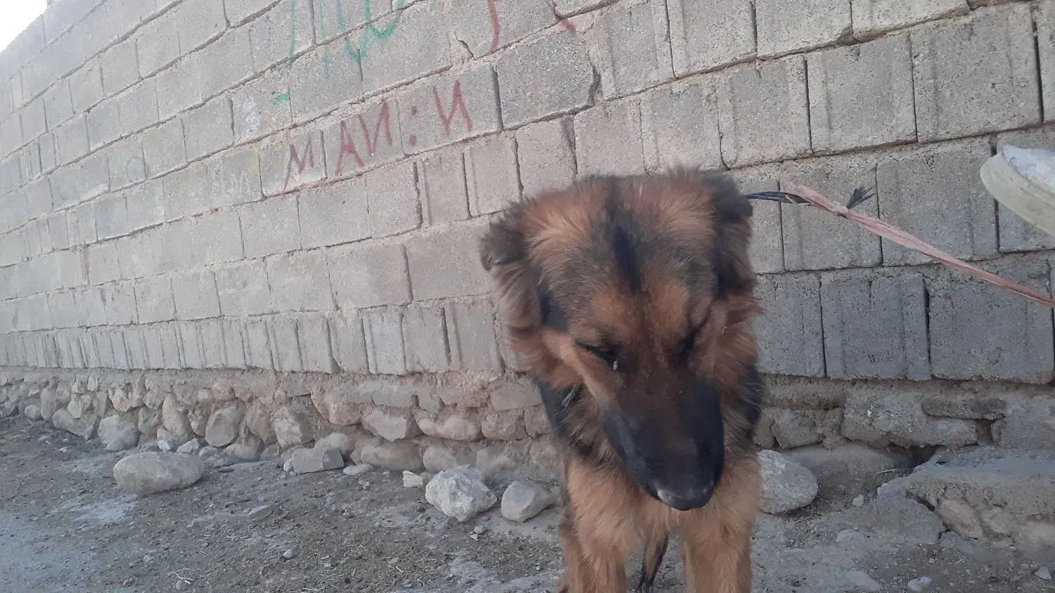 سگ ژرمن مایه واگزاری|سگ|صومای برادوست, |دیوار