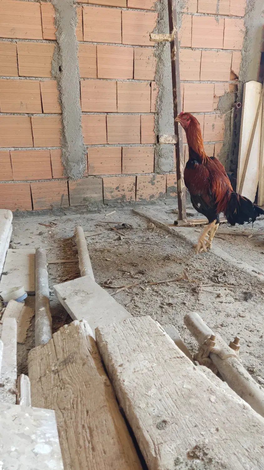 مرغ لاری نر|حیوانات مزرعه|بهشهر, |دیوار