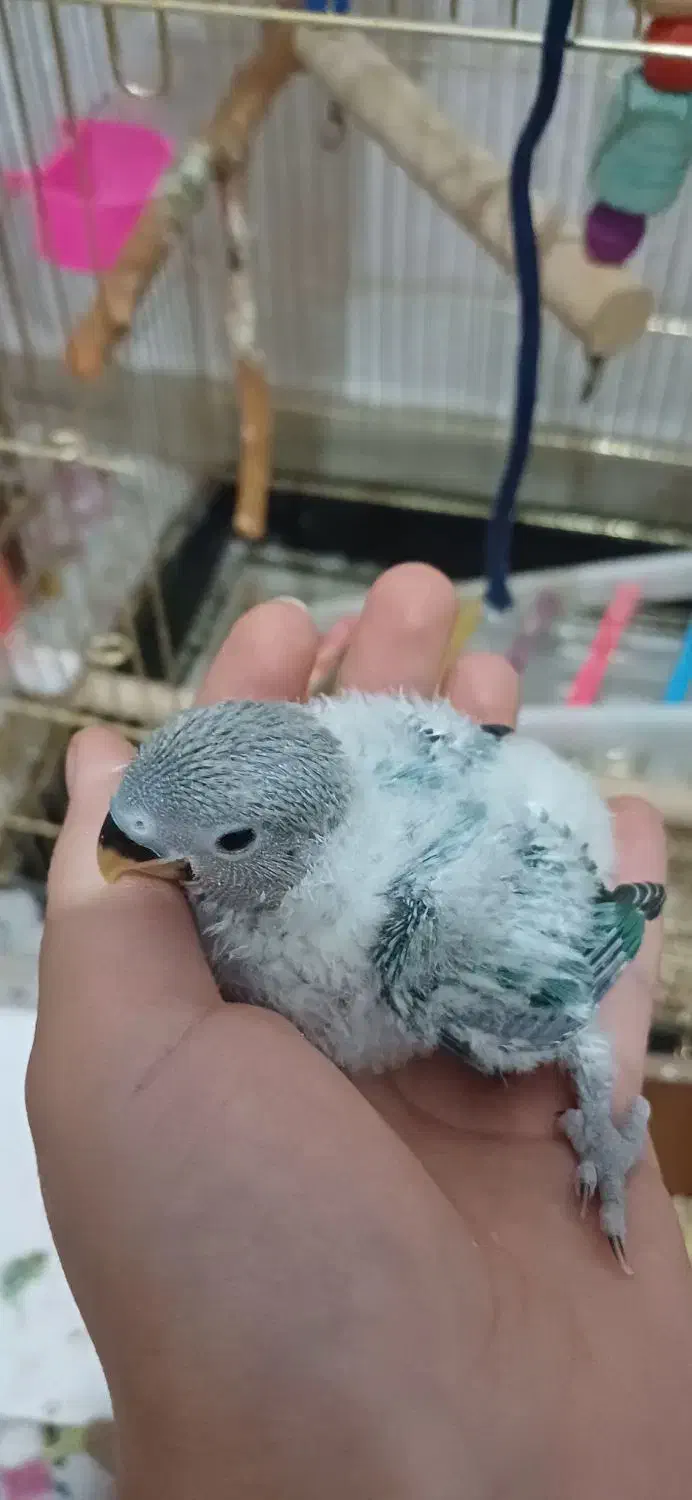 جوجه طوطی برزیلی|پرنده|قدس, شهرقدس|دیوار