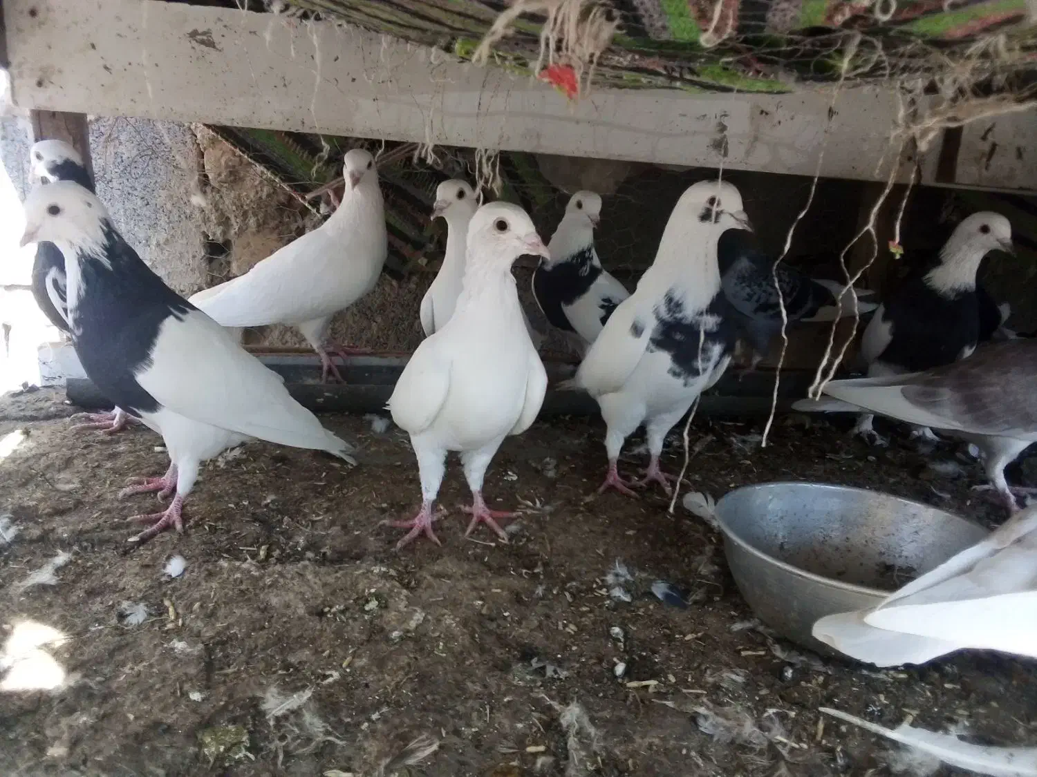 کبوتر فروشی کوار|پرنده|کوار, |دیوار