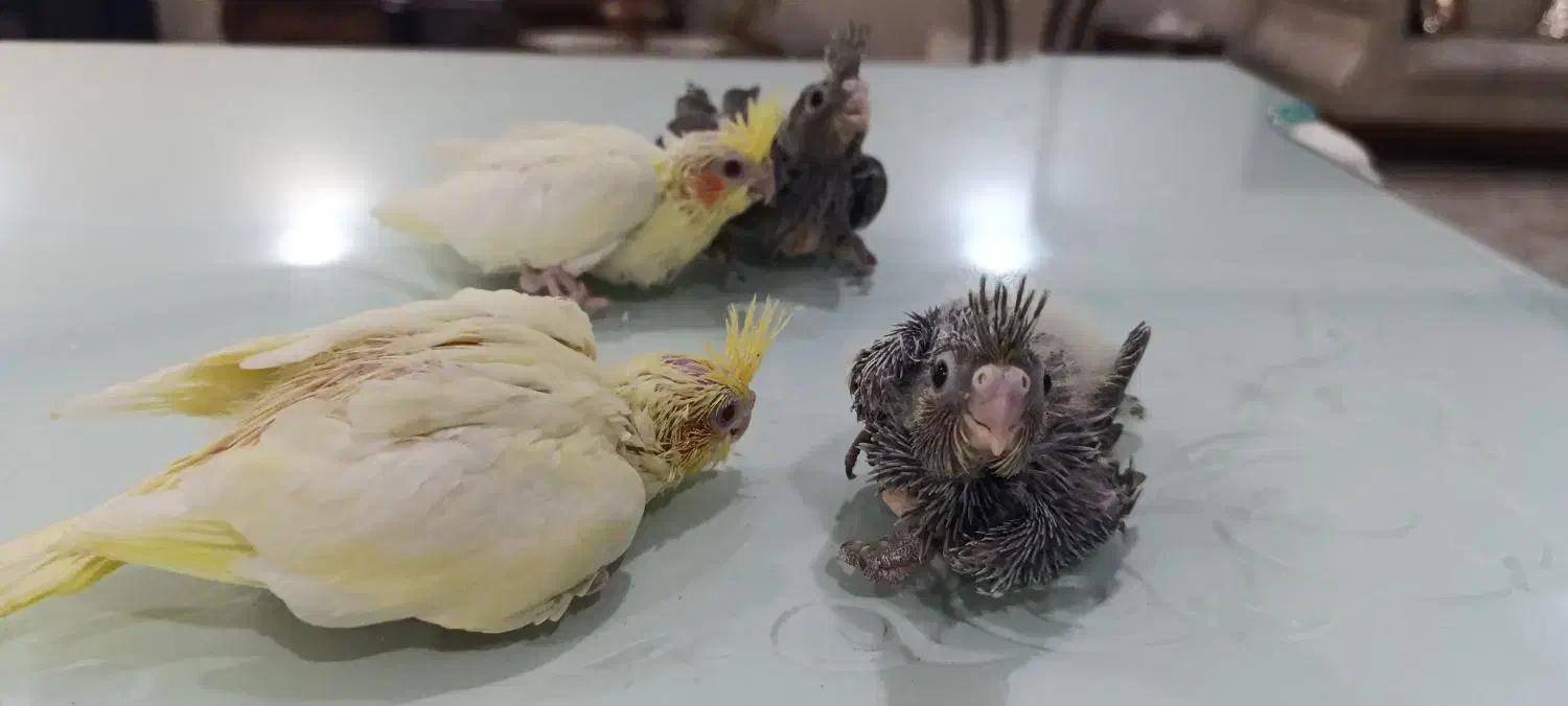 چهار عدد جوجه عروس هلندی|پرنده|مشهد, ایثار|دیوار