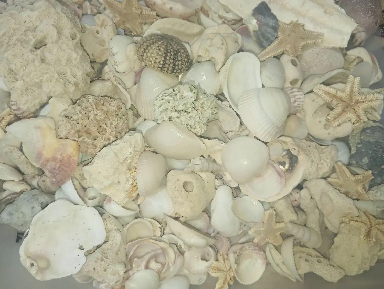 صدف دریایی|کلکسیون و سرگرمی|شیراز, شهرک مطهری|دیوار