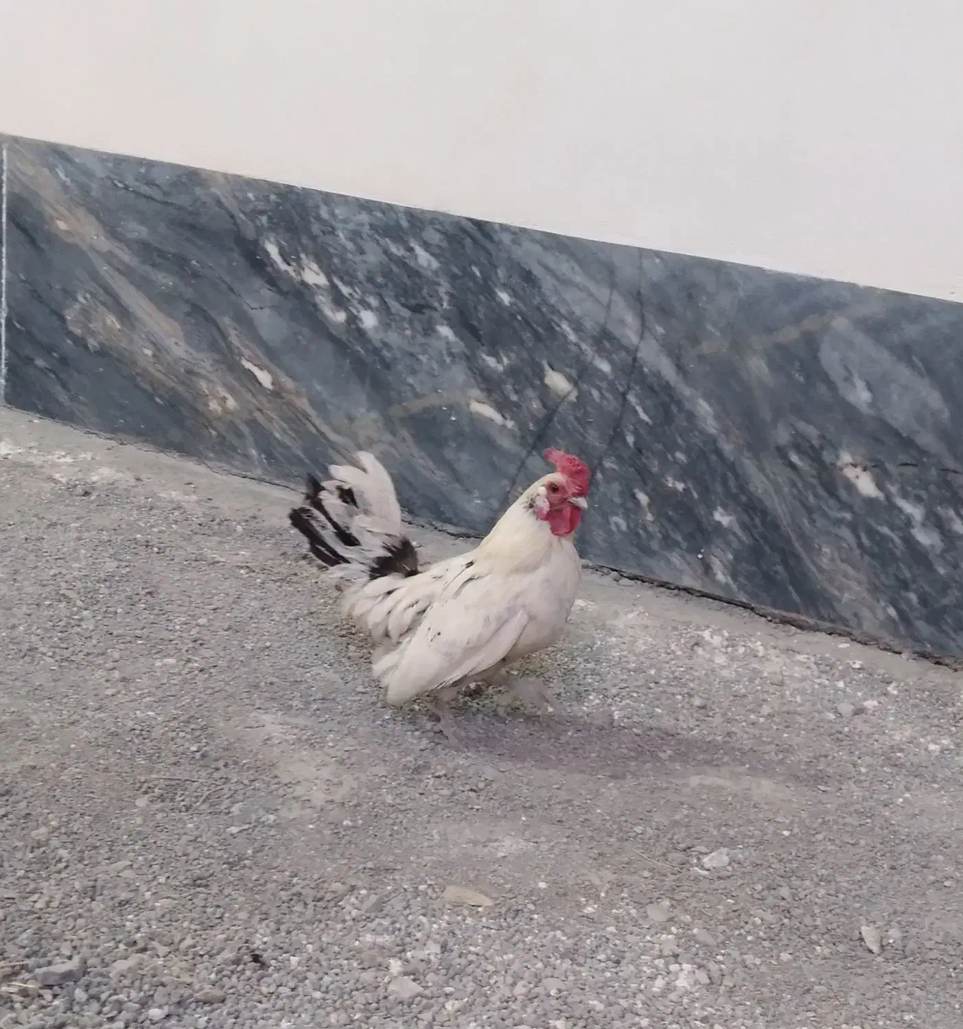 خروس چهل تاج مینیاتوری|حیوانات مزرعه|معصومیه, |دیوار