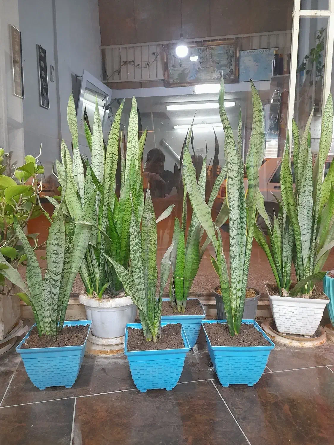 گل سانسوریا|گل و گیاه طبیعی|گنبد کاووس, |دیوار