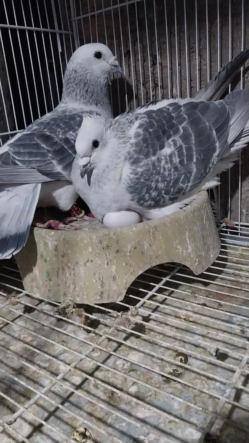 شامی|پرنده|نیشابور, کوی حسینی|دیوار