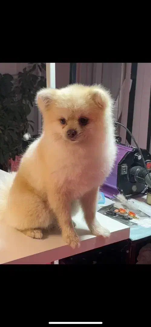 سگ پامر انین یک ساله گم شده|حیوانات|بجنورد, |دیوار