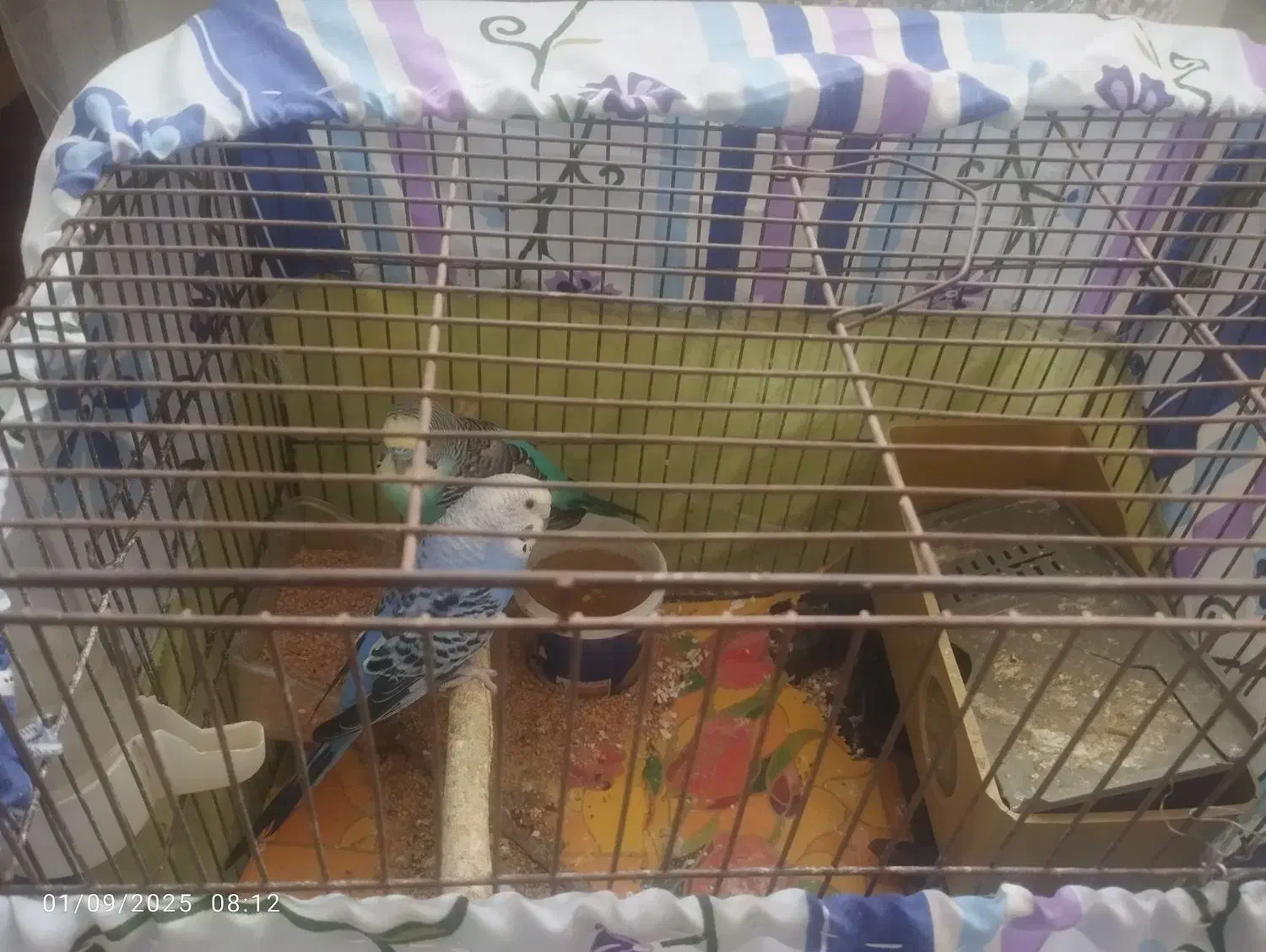 5عدد مرغ عشق نروماده|پرنده|قدس, شهرقدس|دیوار