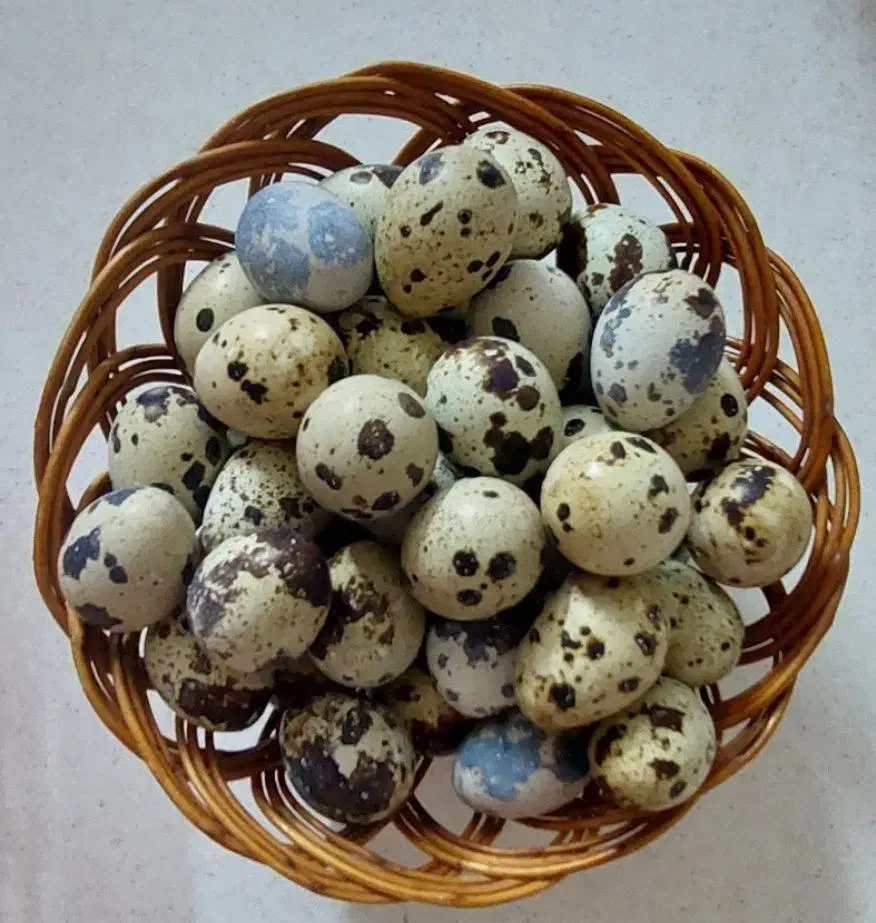 تخم بلدرچین خوراکی|خوردنی و آشامیدنی|اصفهان, بهارستان|دیوار