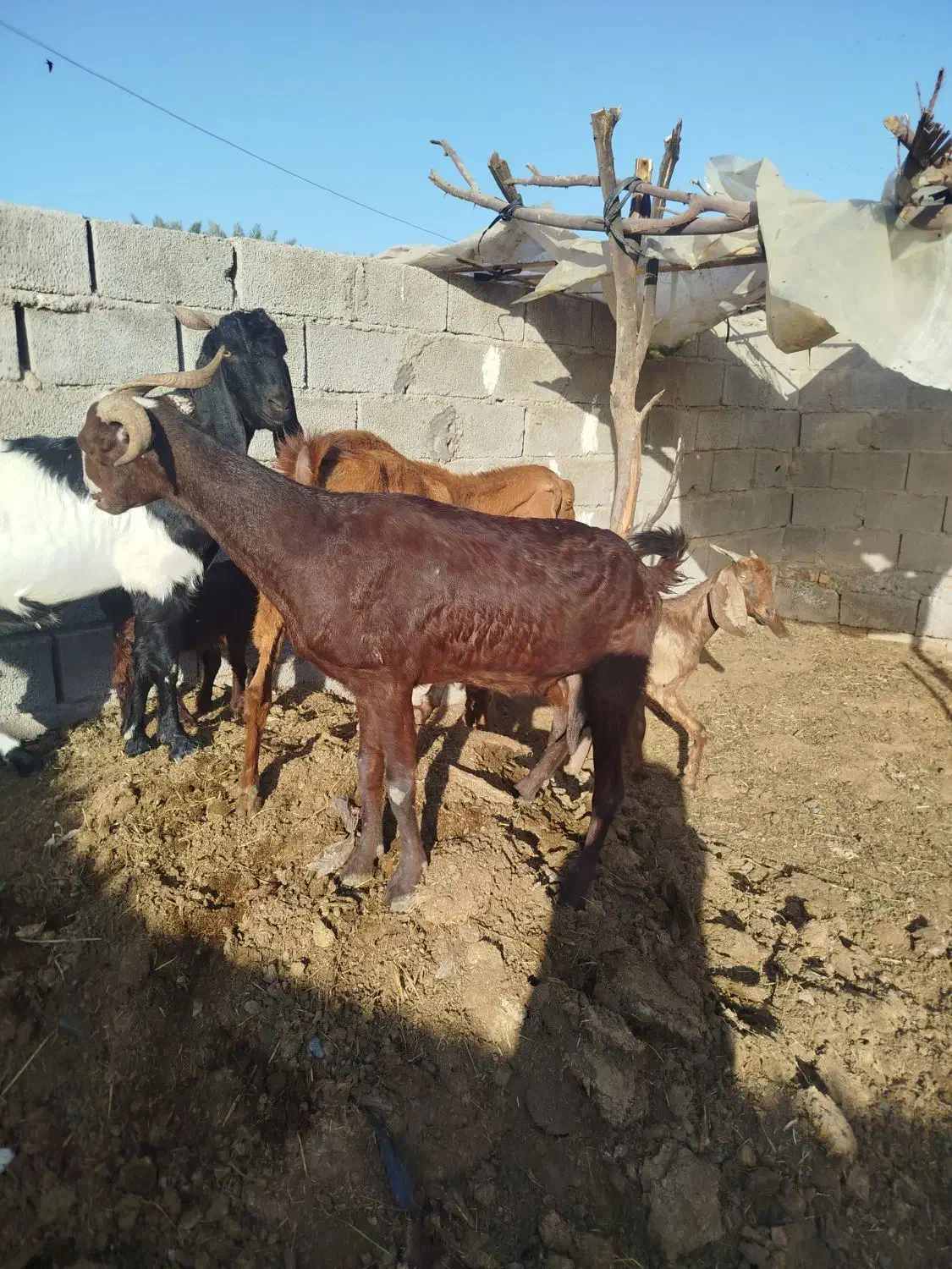 بز گیسه|حیوانات مزرعه|جیرفت, |دیوار