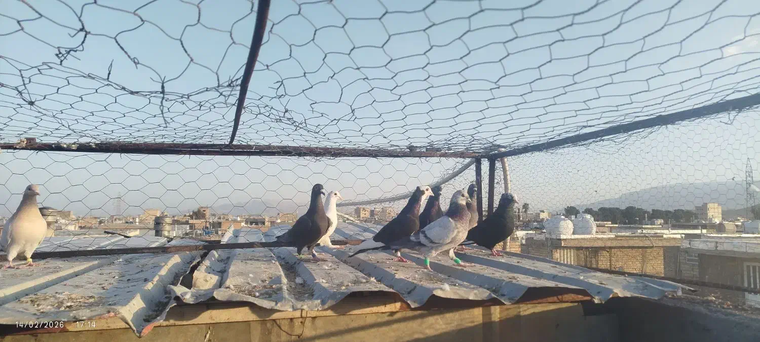 کبوتر پرشی|پرنده|شیراز, کوشک میدان|دیوار