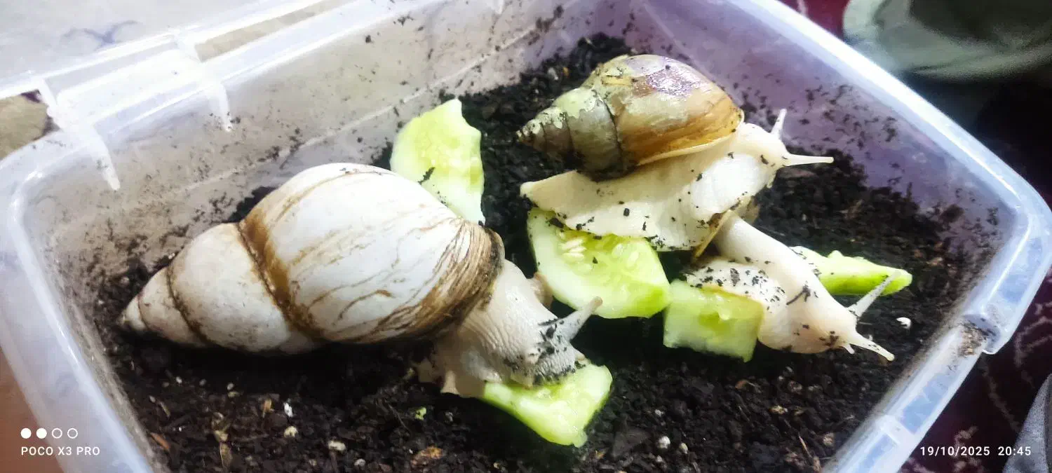 فروش حلزون های بسیار زیبا|خزنده|ملایر, |دیوار