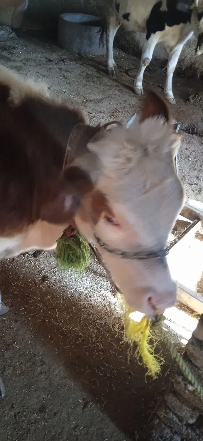 گوساله 8ماه|حیوانات مزرعه|کوهرنگ, |دیوار