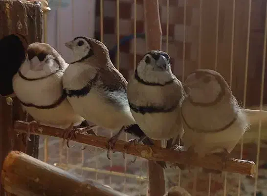 جفت فنچ جغدی مولد با جوجه|پرنده|تهران, شهرک دریا|دیوار