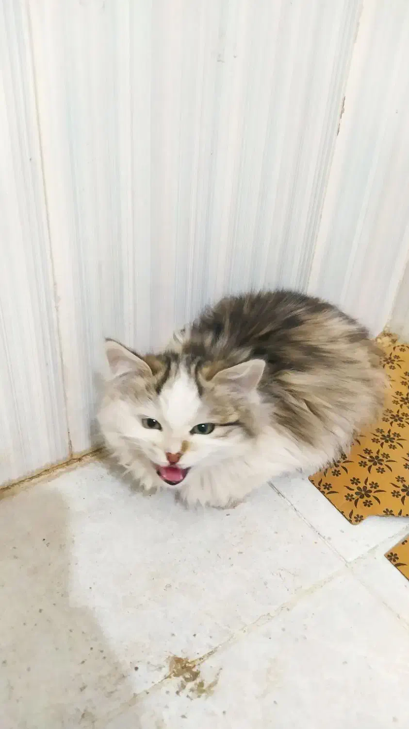 بچه گربه|گربه|مرند, |دیوار