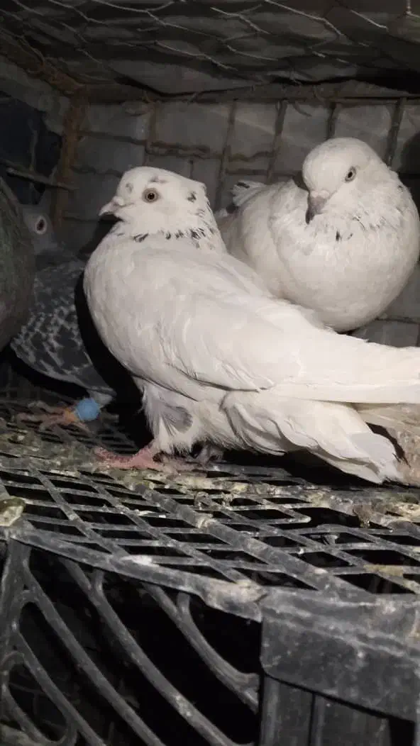 تعدادی کبوتر نابلد|پرنده|خاش, |دیوار