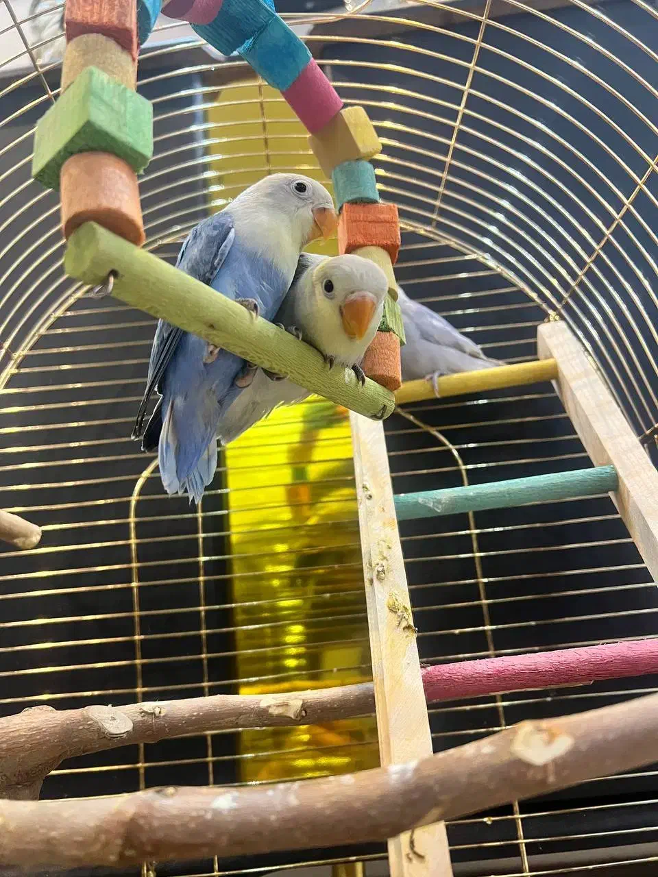 طوطی برزیلی بهترین نژاد|پرنده|قدس, شهر‌قدس|دیوار