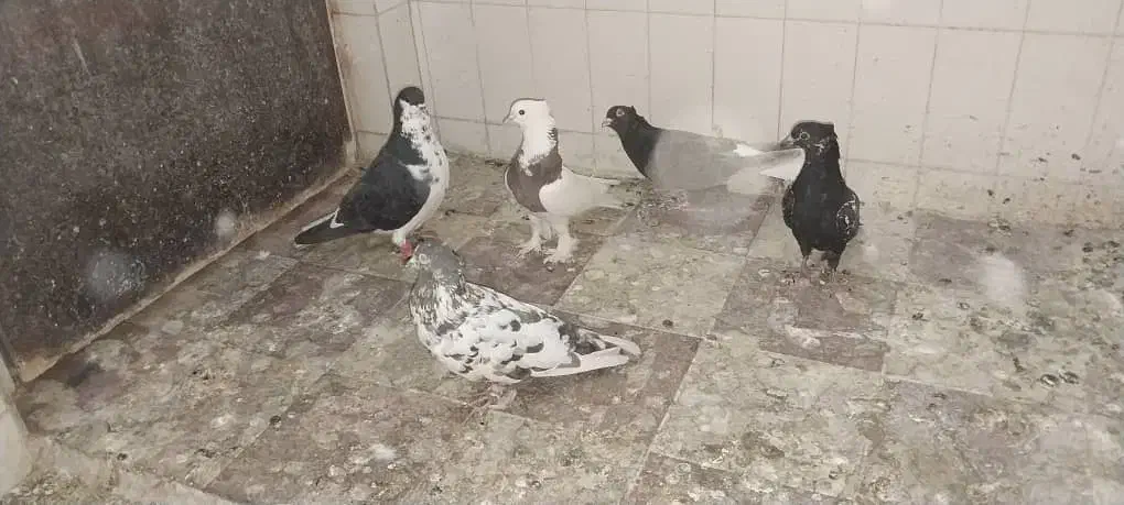 کفتر|پرنده|شیراز, اصلاح‌نژاد|دیوار