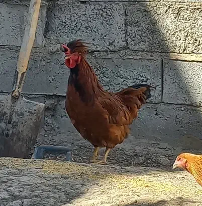 خردس جوان ارگانیک|حیوانات مزرعه|هریس, |دیوار