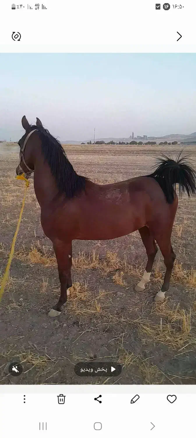 کره مادیان کرد|اسب و تجهیزات اسب‌سواری|نهاوند, |دیوار