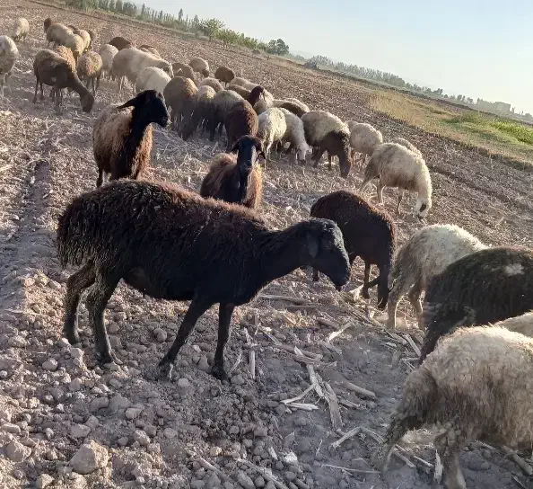 بز و گوسفند|حیوانات مزرعه|خوی, |دیوار