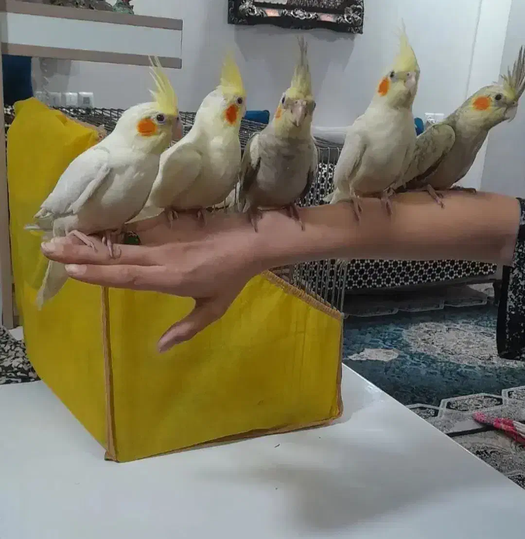 عروس هلندی|پرنده|قرچک, زیبا شهر|دیوار